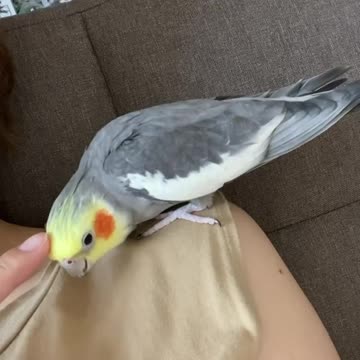 Cocktail bird standing on its owner's shoulder and caressing him