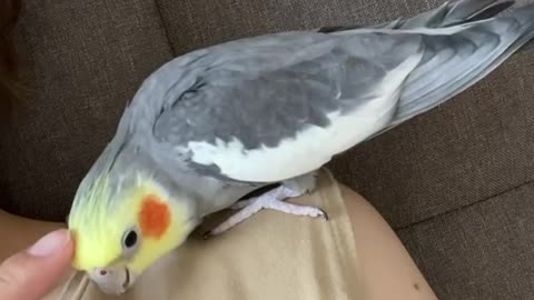 Cocktail bird standing on its owner's shoulder and caressing him