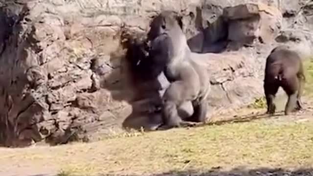 cheeky monkey, look what you can afford