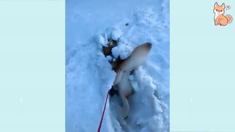 Compilation of cute puppy