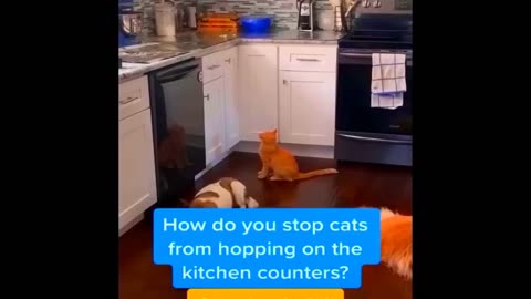 Hysterical Cats and Dogs | The Viral Compilation You Can't Miss! 🐾🐕😹