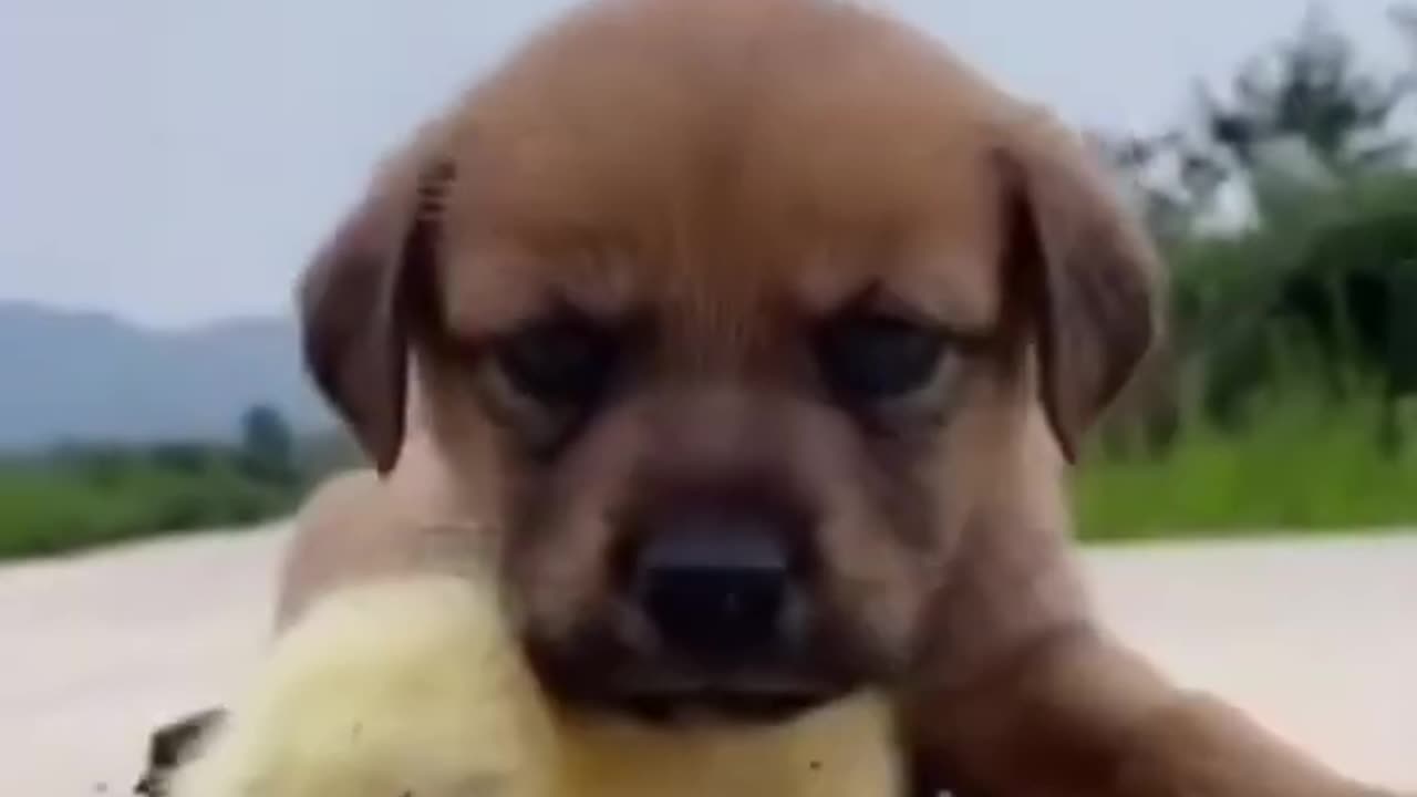 Cut baby dog with baby duck