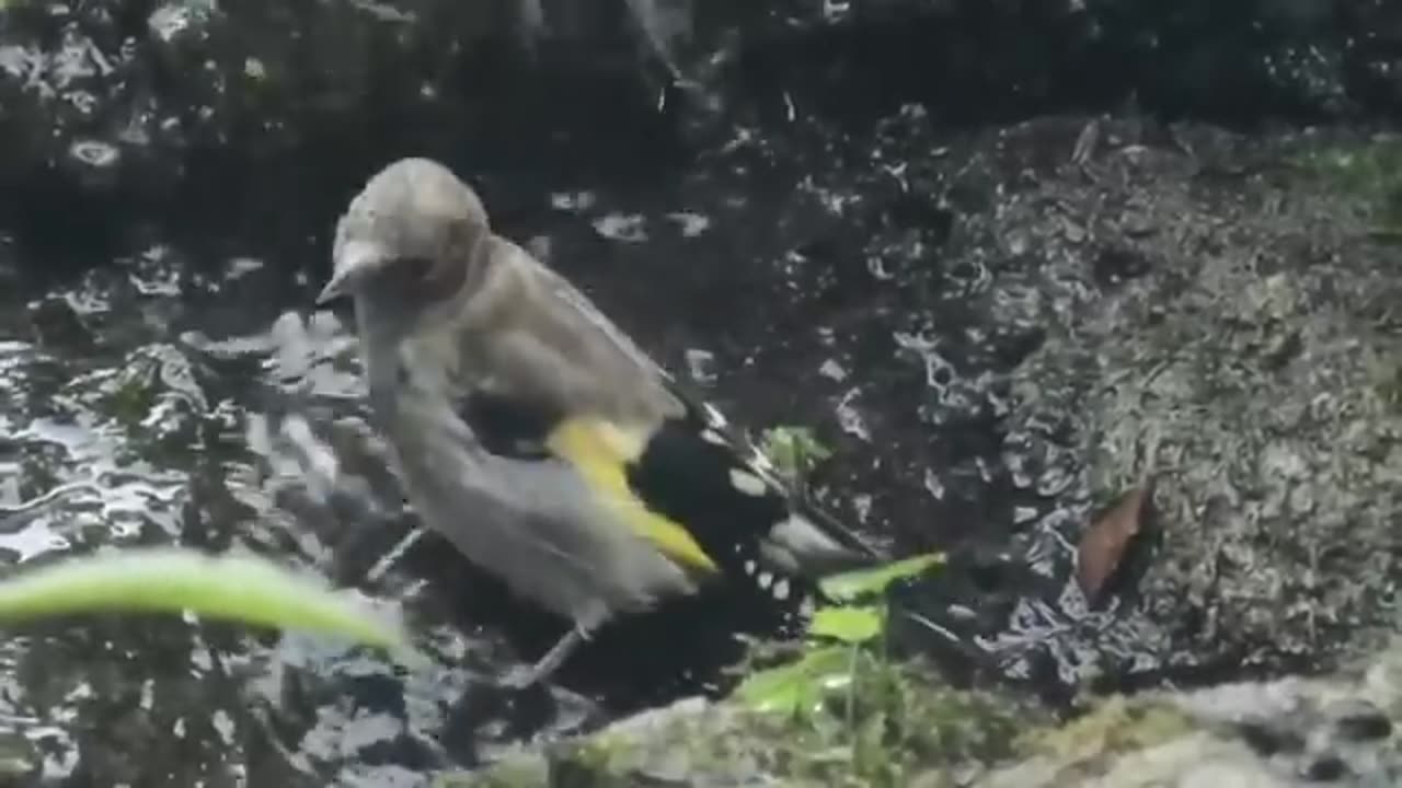 GOLDFINCH BIRD !! THINGS YOU NEED TO KNOW ABOUT GOLDFINCH BIRD !!!!