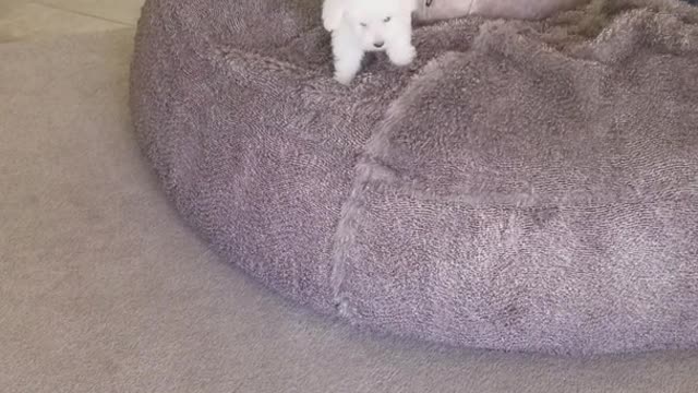 White puppy uses bean bag chair to jump down from couch