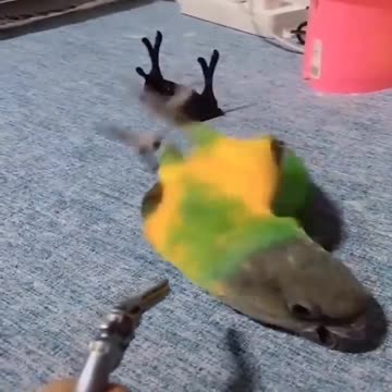 adorable bird pretends to be shot dead