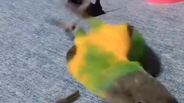 adorable bird pretends to be shot dead