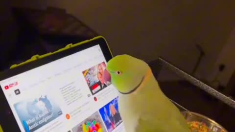 Parrot is smarter than us