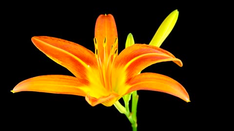 Yellow and orange Lily flower opening