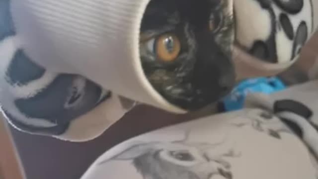 2 cat funny video.