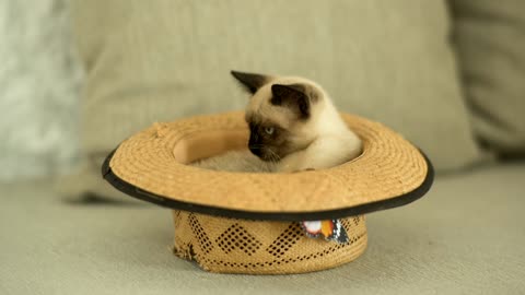 Cat in hat