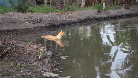 A dog swims Fondly in the water