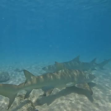 Fish Swimming In The Sae #Fish_Swimming_In_The_Sea#animals_Nuture #tortoise #Recpect