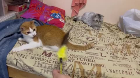 Playing with my Cats