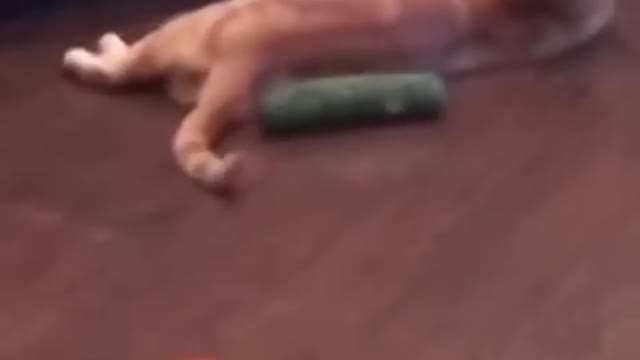 FUNNY CAT and DOG