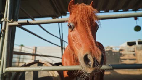 Beautiful Horse