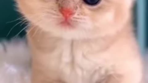 Cut Cat - Gatinho fofinho