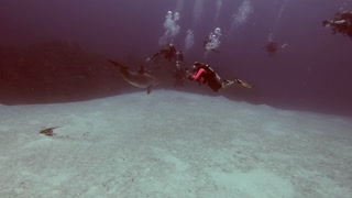 Wild dolphin goes to surface and then nosedives at diver.