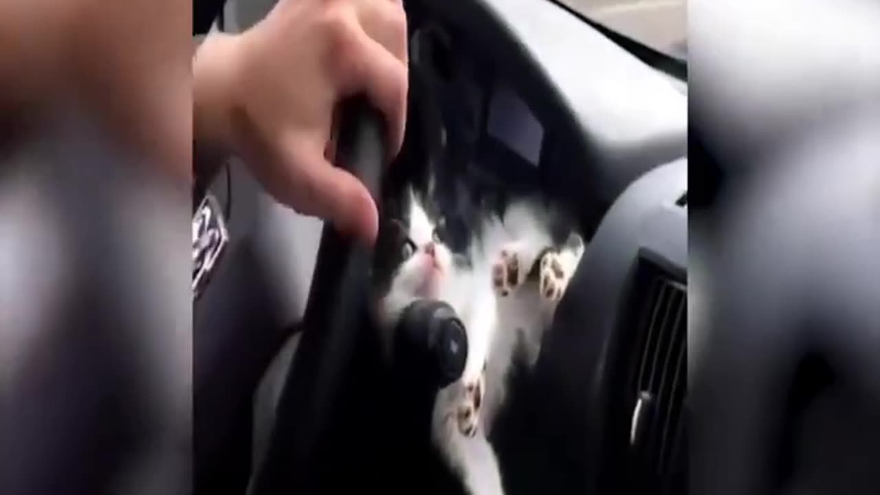 Funny kitty and puppy reactions