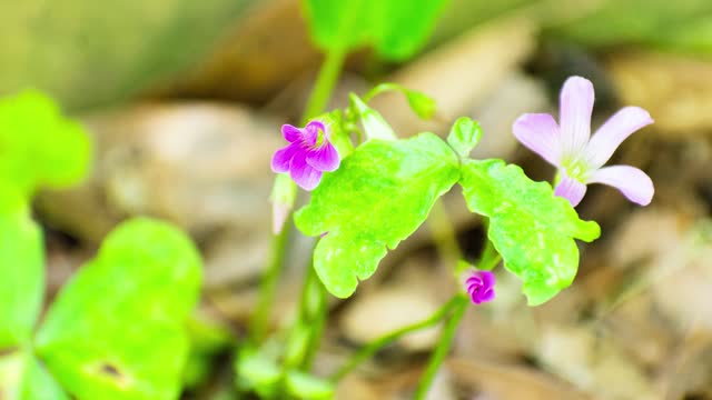 Purple Flower Blooming In Timelapse Mode