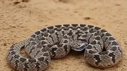 Amazing Dangerous Snake 🐍