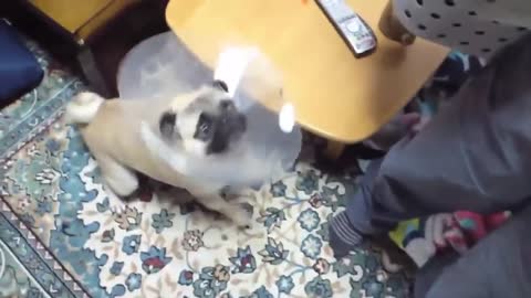 To Make Dog Become Fully Aggressive With Few Simple Tips