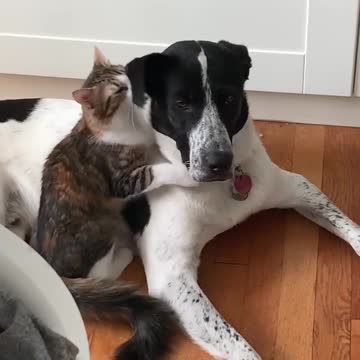 Love of cats and dogs