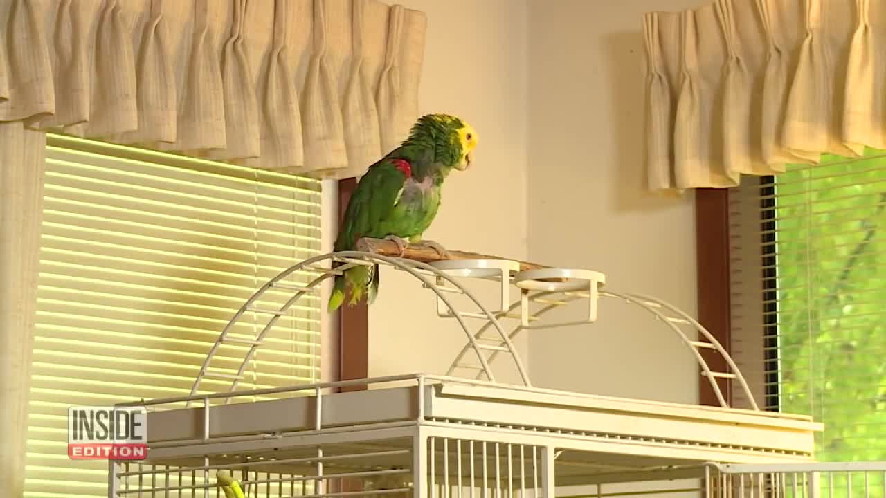 ConcernedUPSDriverCalls911AfterParrotCriesHelpMep1