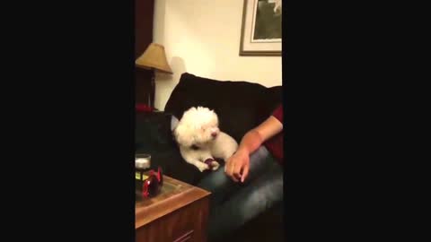 Dog fascinated by howling puppy