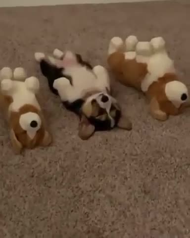 which corgi is real corgi