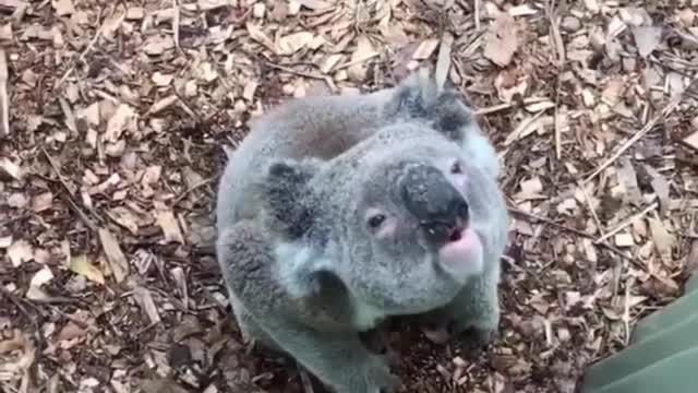 KOALA BEAR SOUNDS LIKE MARSUPIAL