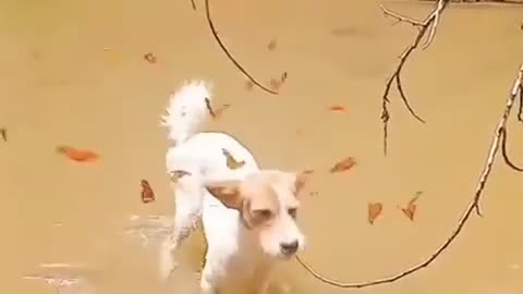 Butterflies and a dog