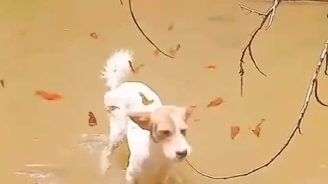 Butterflies and a dog