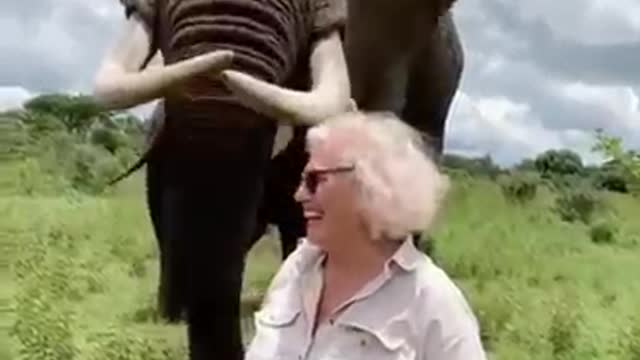 elephant funny video @ 2022 for animal lover