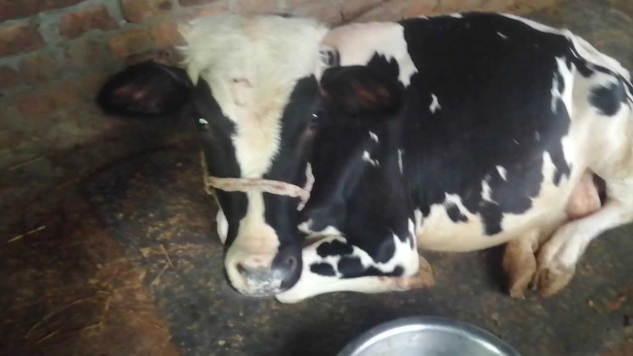 Cute pet cow