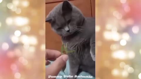 Cute Puppy and Funny Dogs Videos Compilation