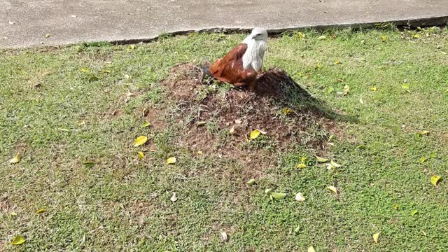 Brahminy Kite Local Bird at Koh Phi Phi Don Island,Karabi