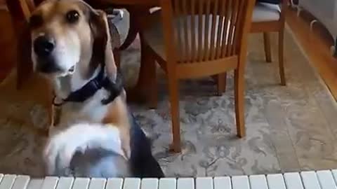 The Dog is Singing । Dog Funny Video 😂