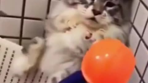 Compilation of Dogs and Cats Videos😺 Funny Dogs and Cats