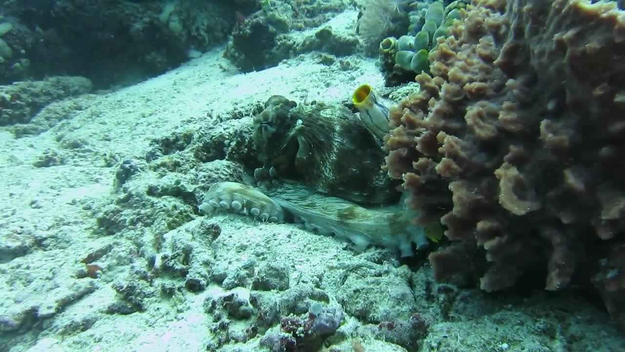 INDONESIA, Underwater Coconut Octopus in BUNAKEN, INDONESIA