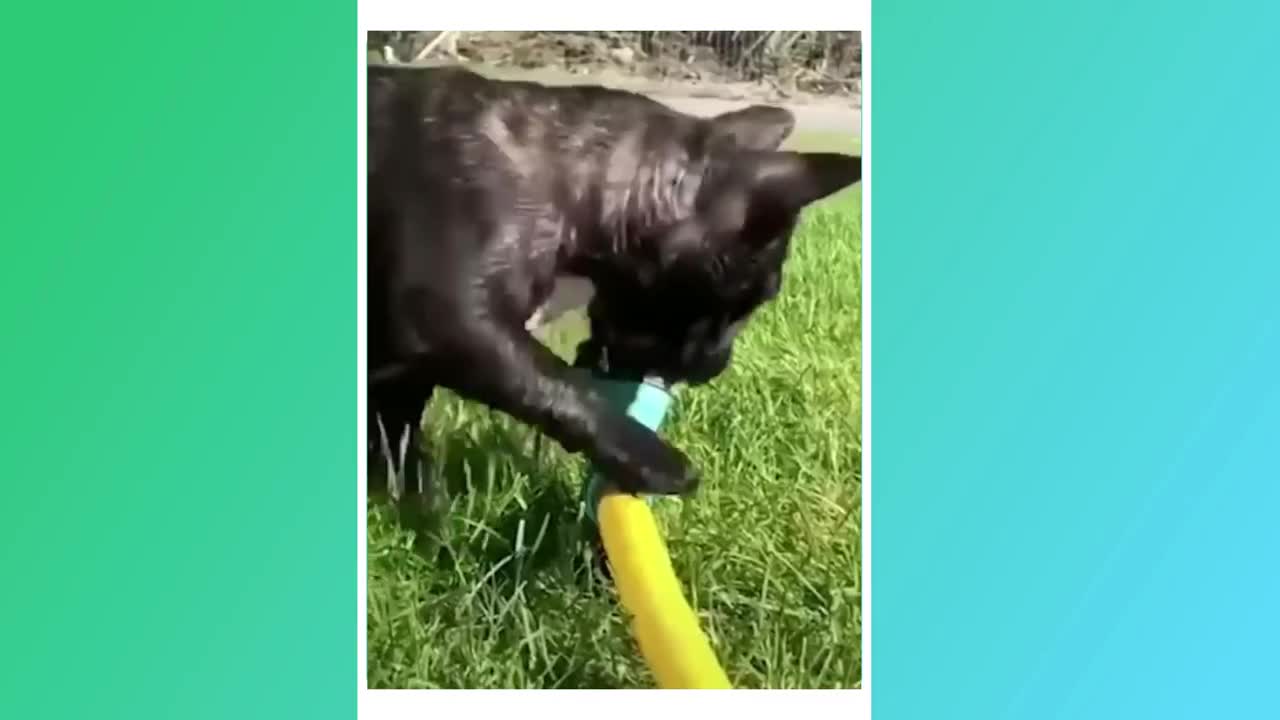 Try not to laugh 😂😂😂😂😂😂