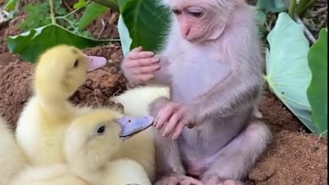 animals, cat, rabbit, puppy, dog, loveanimals 12.