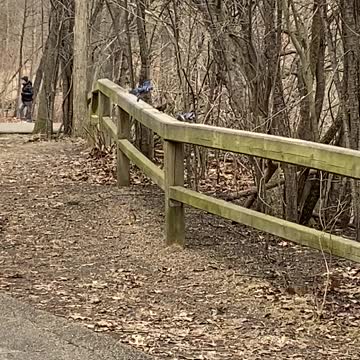 Cardinals and Blue Jays