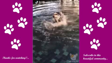 Huski in the water!! LOL🤣FUNNIEST🐶DOGS AND😻CATS - AWESOME FUNNY PETS