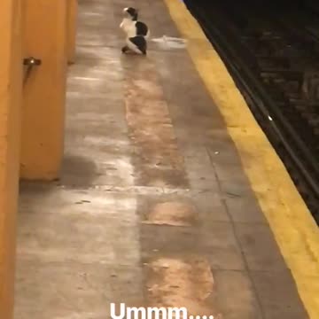 Black and white cat sitting on yellow subway platform no one around ummm