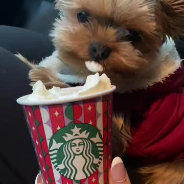 Yorkie enjoys a yummy treat