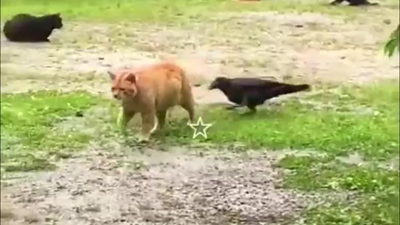 Funny Video- Animal