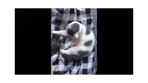 Cutest Pets ♥ Cute Baby Animals & Funny Pets Video Compilation - Do not look at me