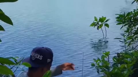 Fishing for small fish in the mangroves