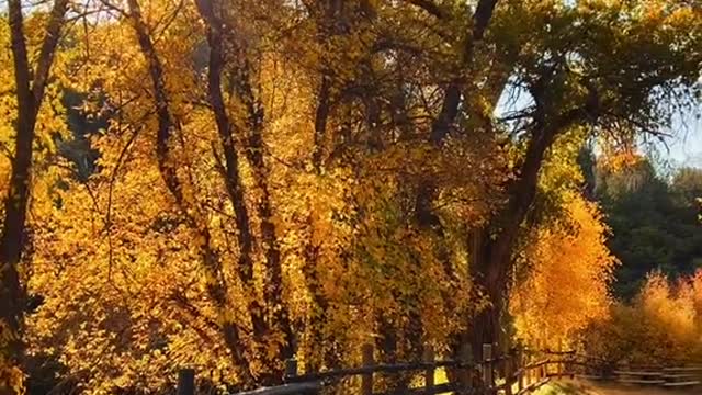 🍂 L 💛 V E 🍂
