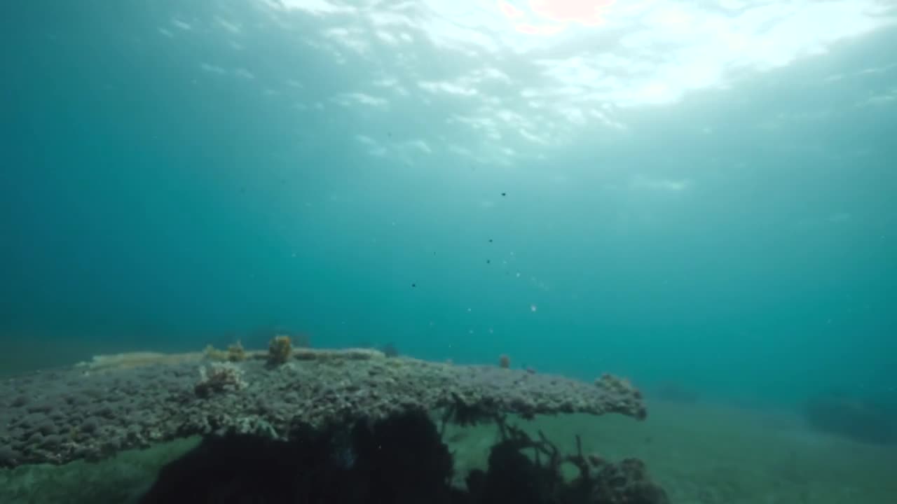 A view of table coral under the ocean. Acropora coral